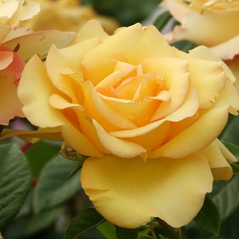 Roseira de flor grande Eureka (Floração)