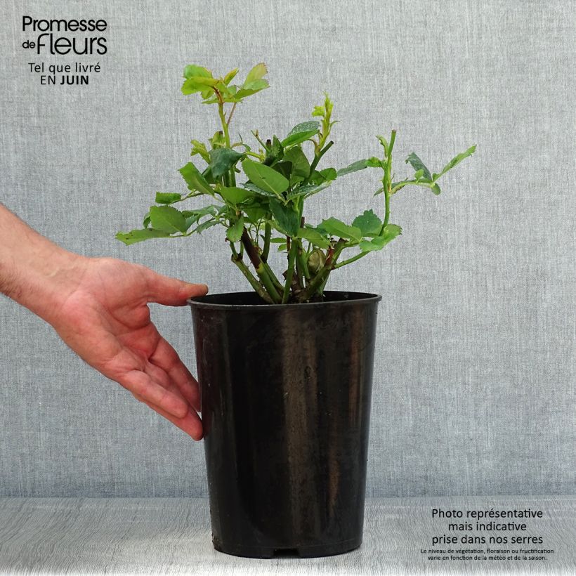 Amostra de Roseira de flor grande Chinatown Vaso de 4 L/5 L tal como entregue na primavera