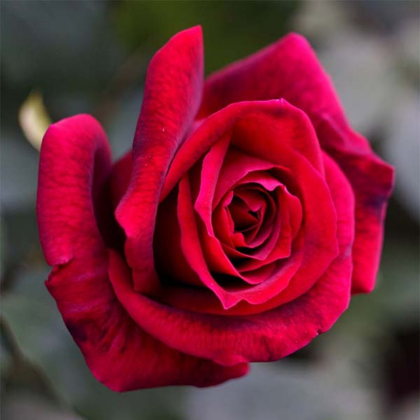 Roseira de flor grande Papa Meilland (Floração)