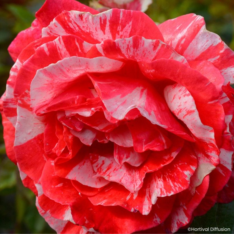 Roseira floribunda Scentimental Coral (Floração)