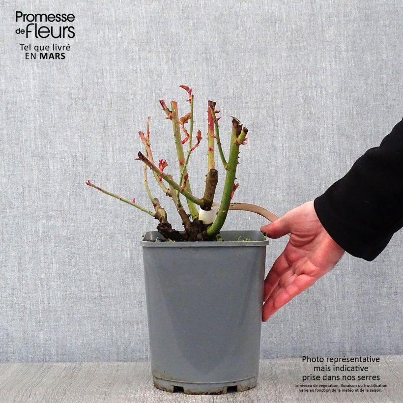 Amostra de Rosier à fleurs groupées Alain Pot de 4L/5L tal como entregue no inverno