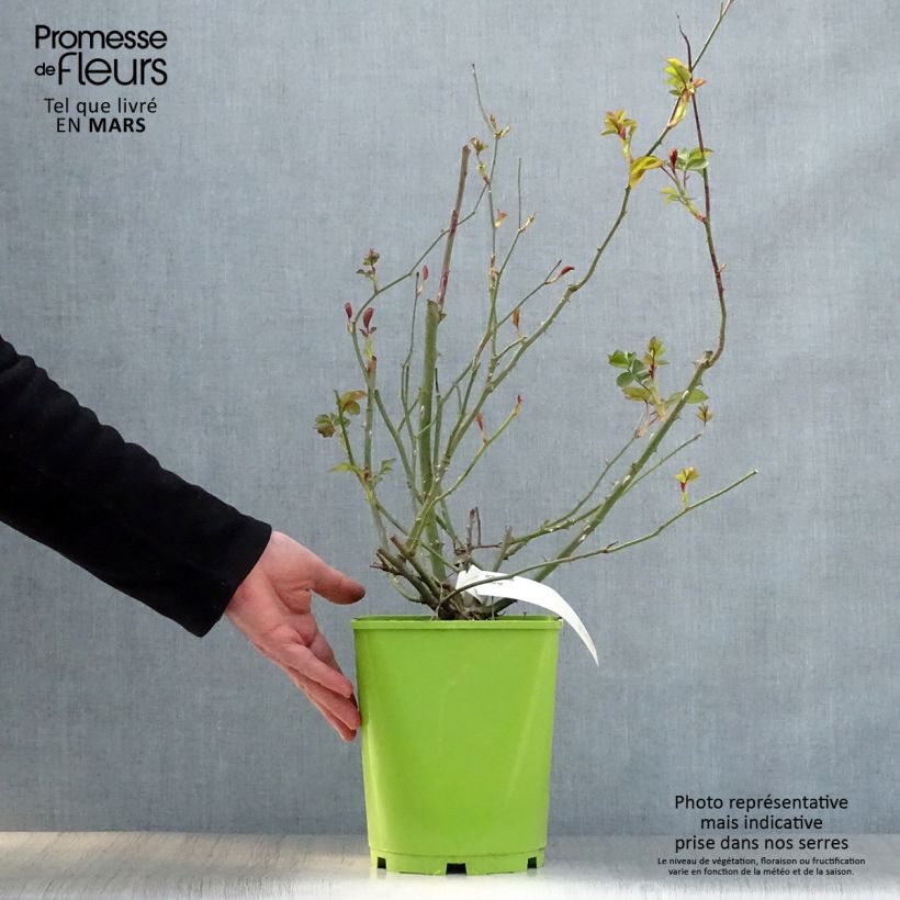 Amostra de Roseira floribunda Alain Vaso de 4 L/5 L tal como entregue na primavera