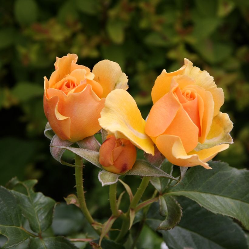 Roseira floribunda Amber Queen (Floração)