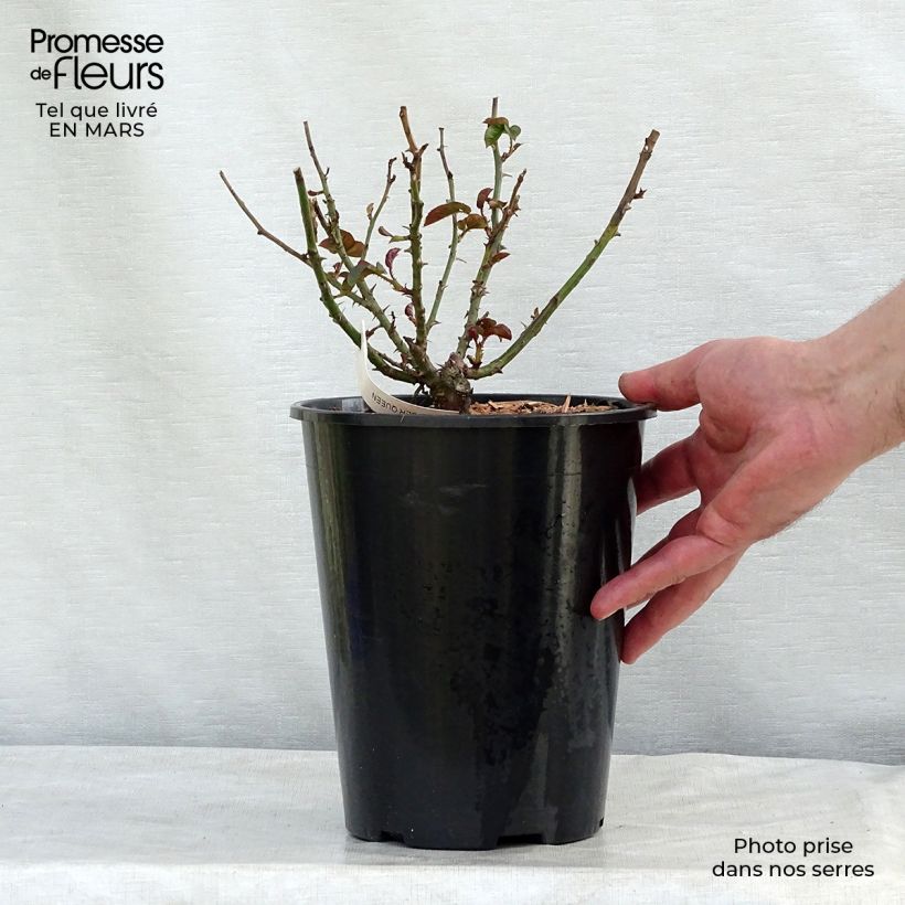 Amostra de Roseira floribunda Amber Queen Vaso de 2 L/3 L tal como entregue no inverno