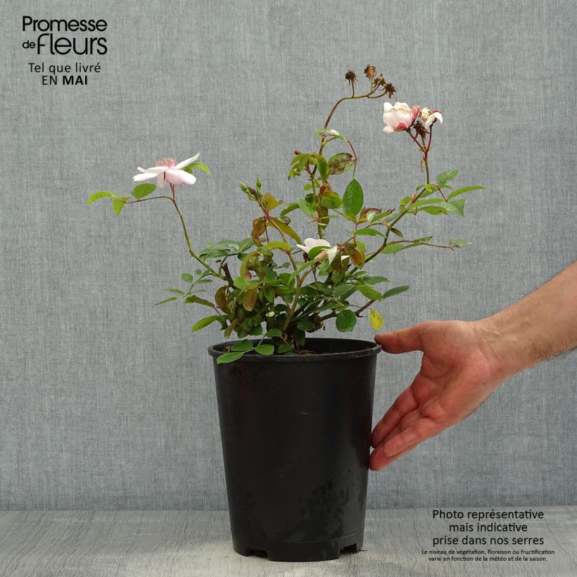 Amostra de Roseira floribunda Astronomia Vaso de 4 L/5 L tal como entregue na primavera