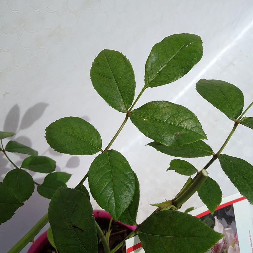 Roseira floribunda Astronomia (Folhagem)