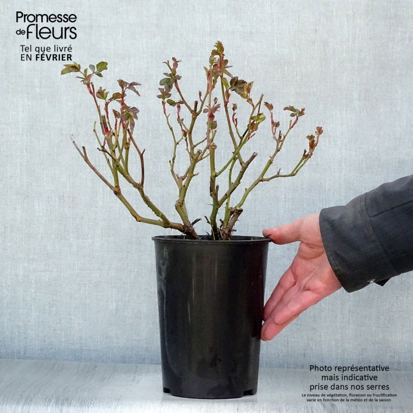 Amostra de Rosier à fleurs groupées Bentheimer Gold Vaso de 2 L/3 L tal como entregue no inverno