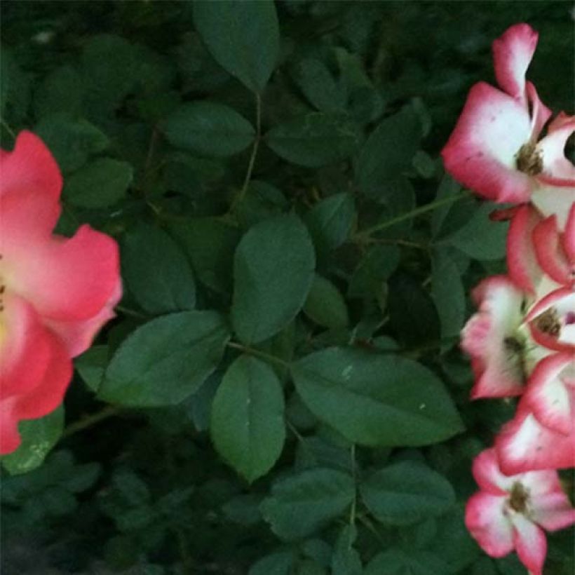 Roseira floribunda Betty Boop (Folhagem)