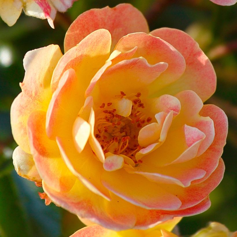 Roseira floribunda Bees Paradise Fruity (Floração)