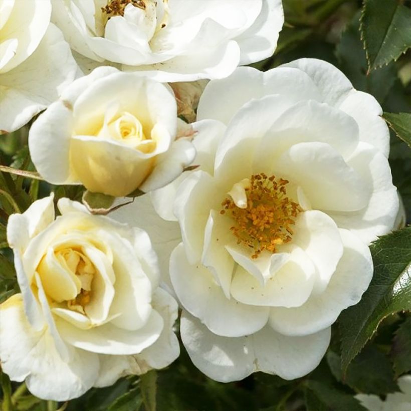 Roseira floribunda Bees Paradise Ivory (Floração)