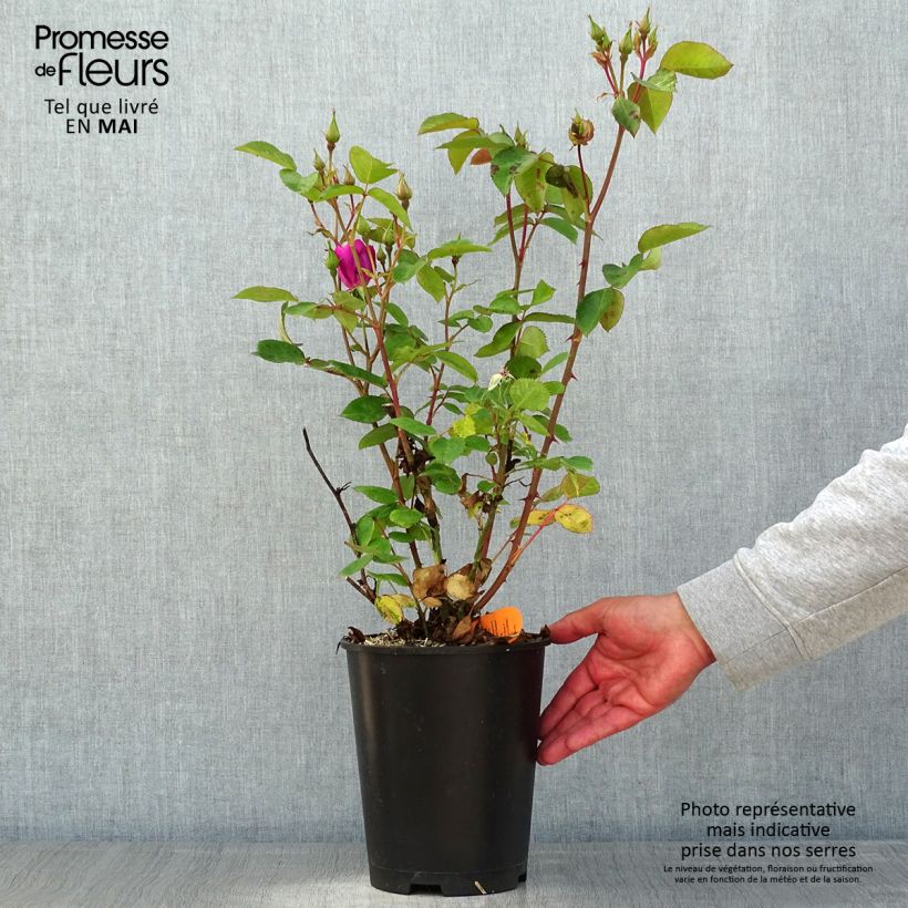 Amostra de Roseira floribunda Bluebell Vaso de 4 L/5 L tal como entregue na primavera