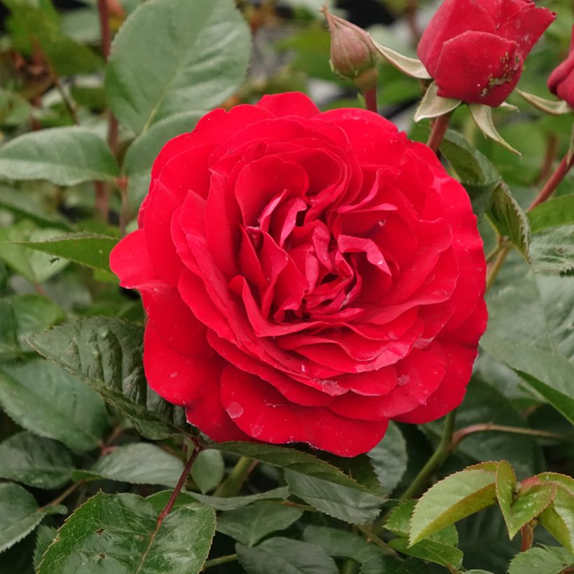 Roseira floribunda Bordeaux (Floração)