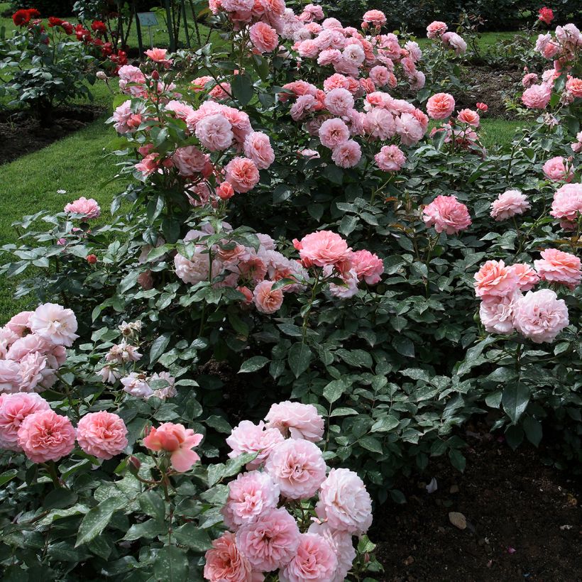 Roseira floribunda Botticelli (Hábito)
