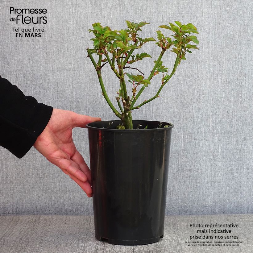 Amostra de Rosier à fleurs groupées Bouquet Parfait Vaso de 4 L/5 L tal como entregue no inverno
