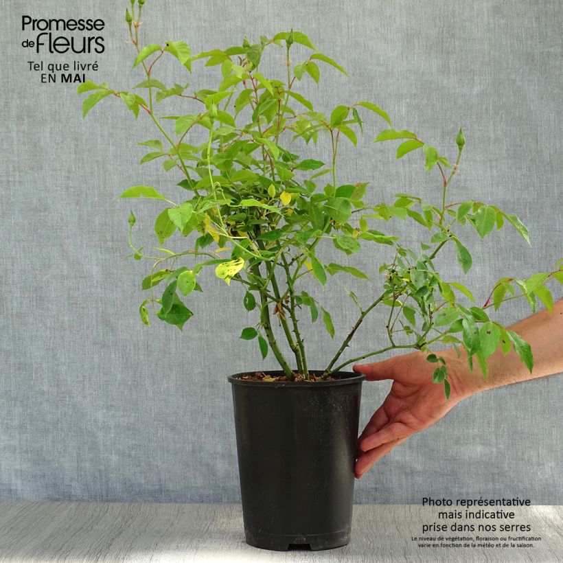 Amostra de Rosier à fleurs groupées Burgundy Ice Vaso de 2 L/3 L tal como entregue na primavera