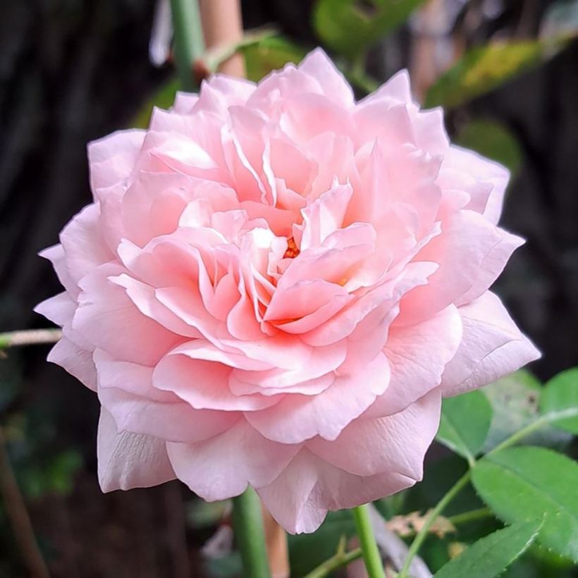 Roseira floribunda Catherine Meurisse (Floração)