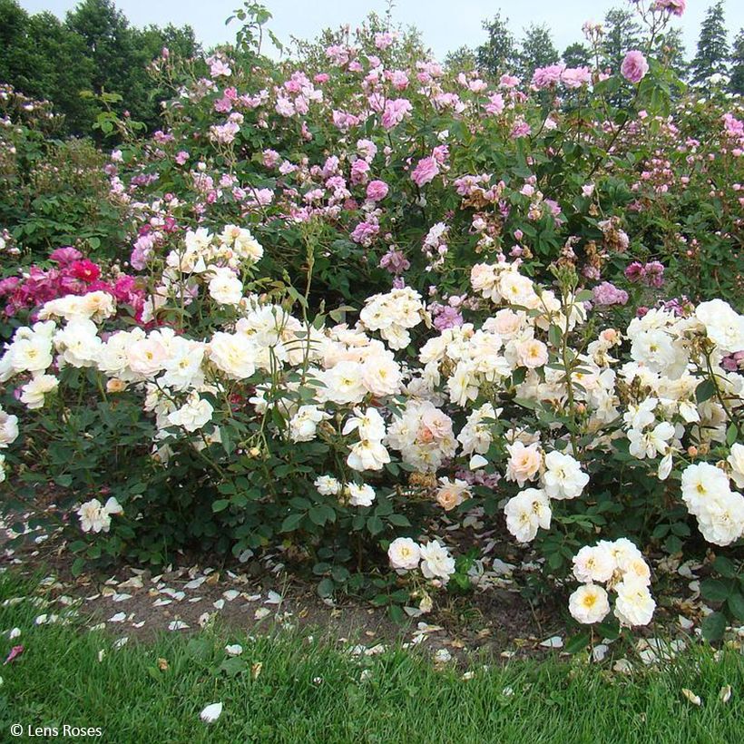 Roseira floribunda Comtesse André d'Oultremont (Hábito)