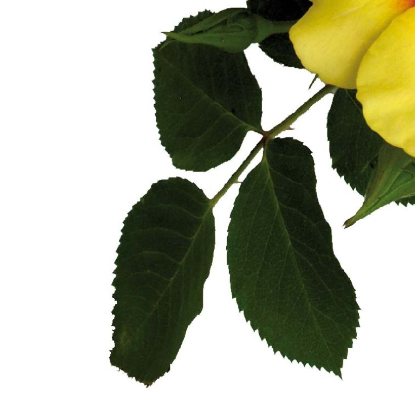 Roseira floribunda Cyrus (Folhagem)