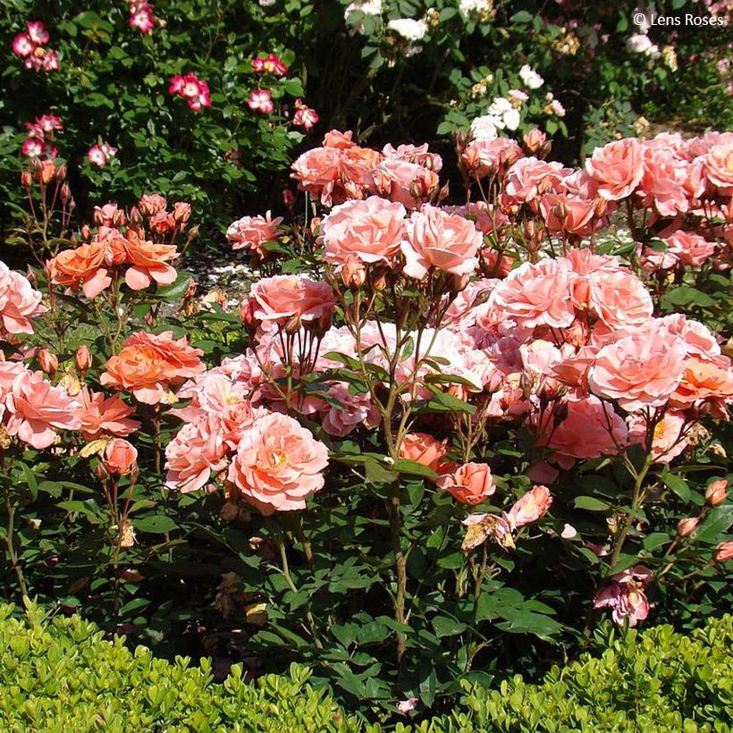 Roseira floribunda Favorite (Hábito)