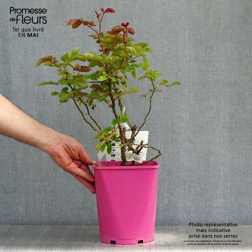 Amostra de Roseira floribunda Folle Courtisane Vaso de 4 L/5 L tal como entregue na primavera