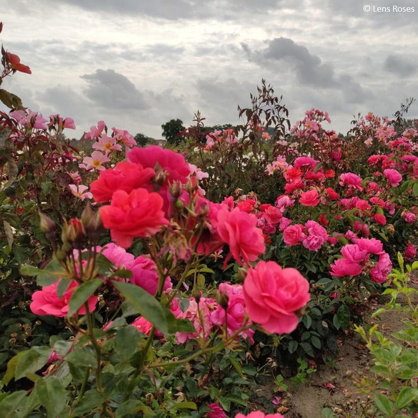 Roseira floribunda Folle Framboise (Hábito)
