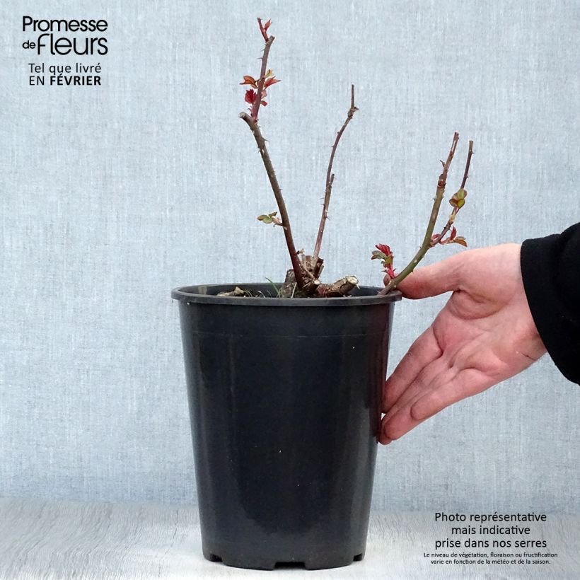 Amostra de Roseira floribunda Fragrant Delight Vaso de 2 L/3 L tal como entregue no inverno
