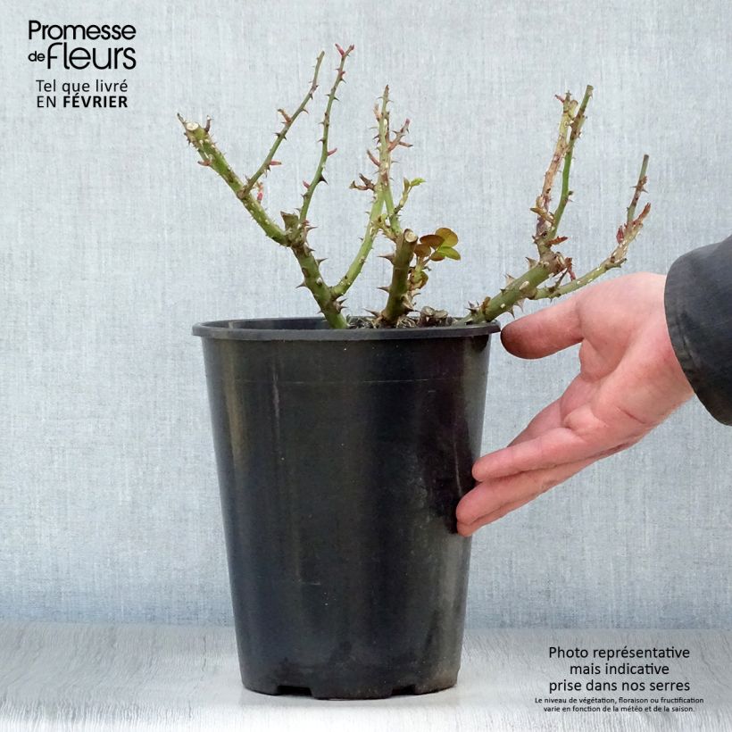 Amostra de Rosier à fleurs groupées François Mauriac Pot de 4L/5L tal como entregue no inverno