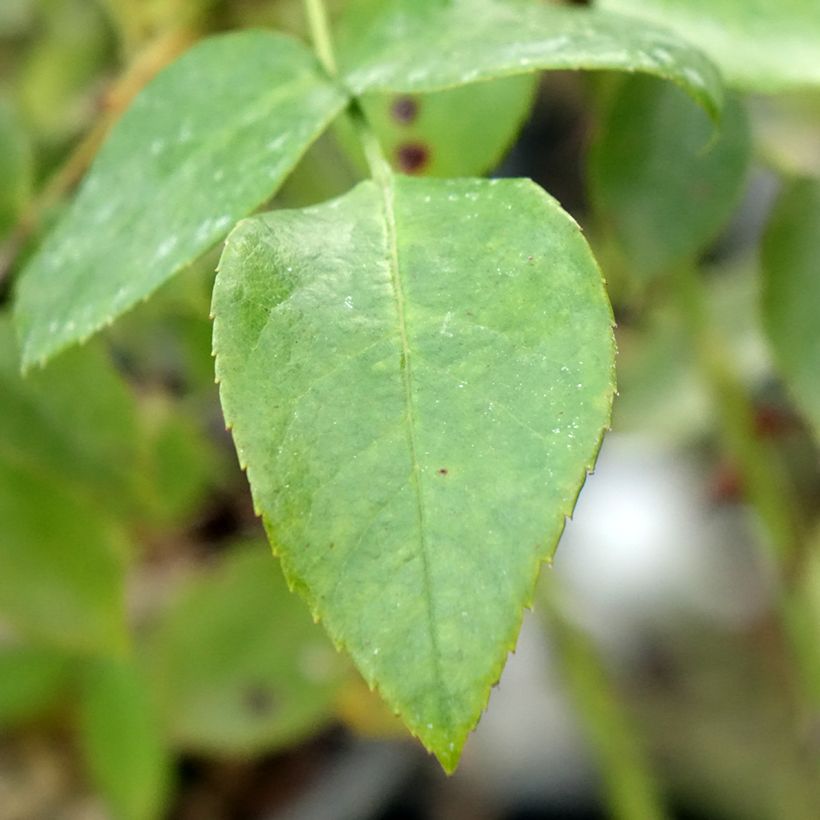 Roseira floribunda Garance (Folhagem)