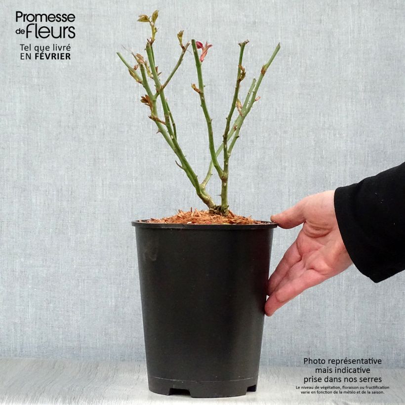 Amostra de Roseira floribunda Garden of Roses Vaso de 4 L/5 L tal como entregue no inverno