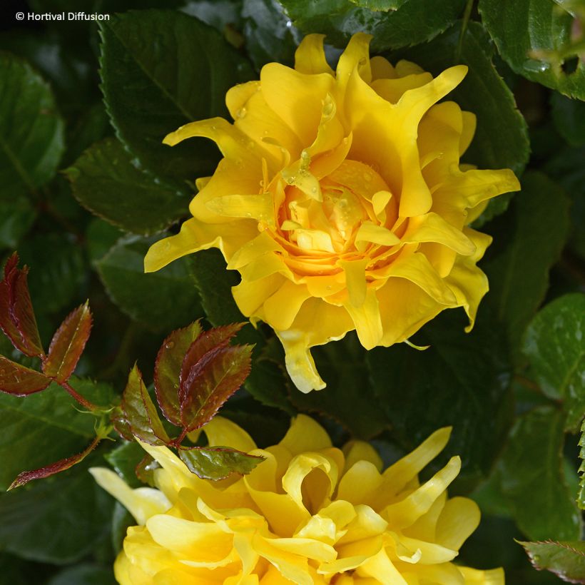 Roseira floribunda Golden Lady Ruffles (Floração)