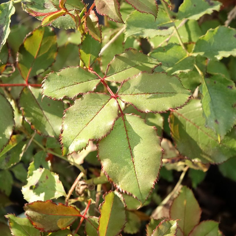 Roseira floribunda Hedge Charmers (Folhagem)