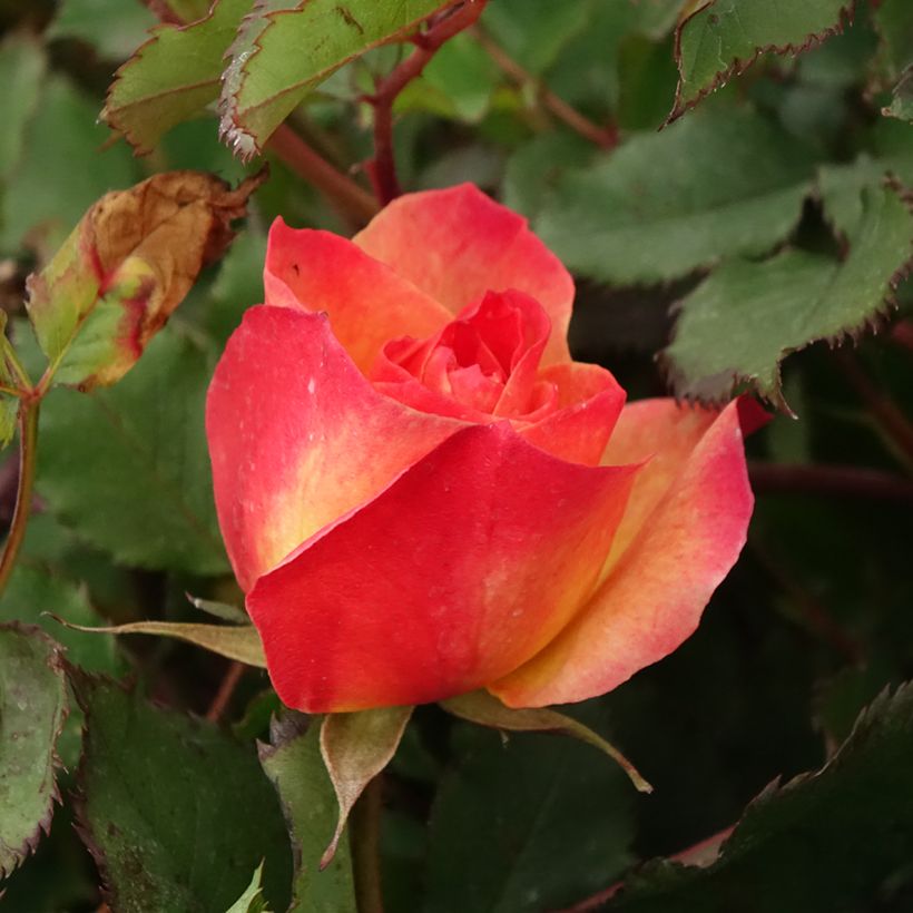 Roseira floribunda Hedge Charmers (Floração)