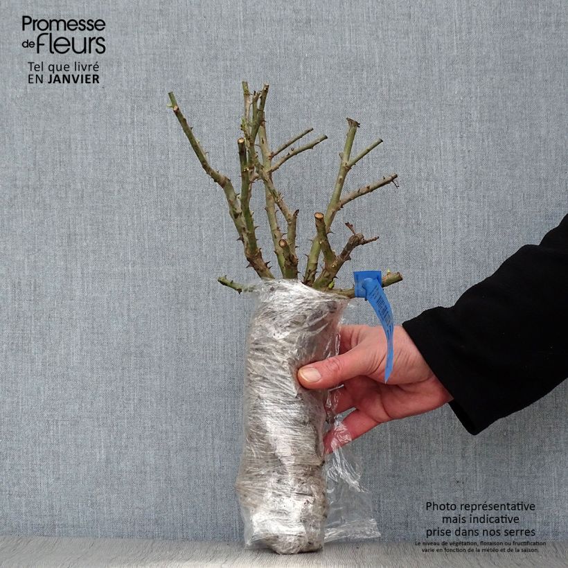 Amostra de Rosier à fleurs groupées Hot Cocoa ®  Raízes nuas em torrão tal como entregue no inverno