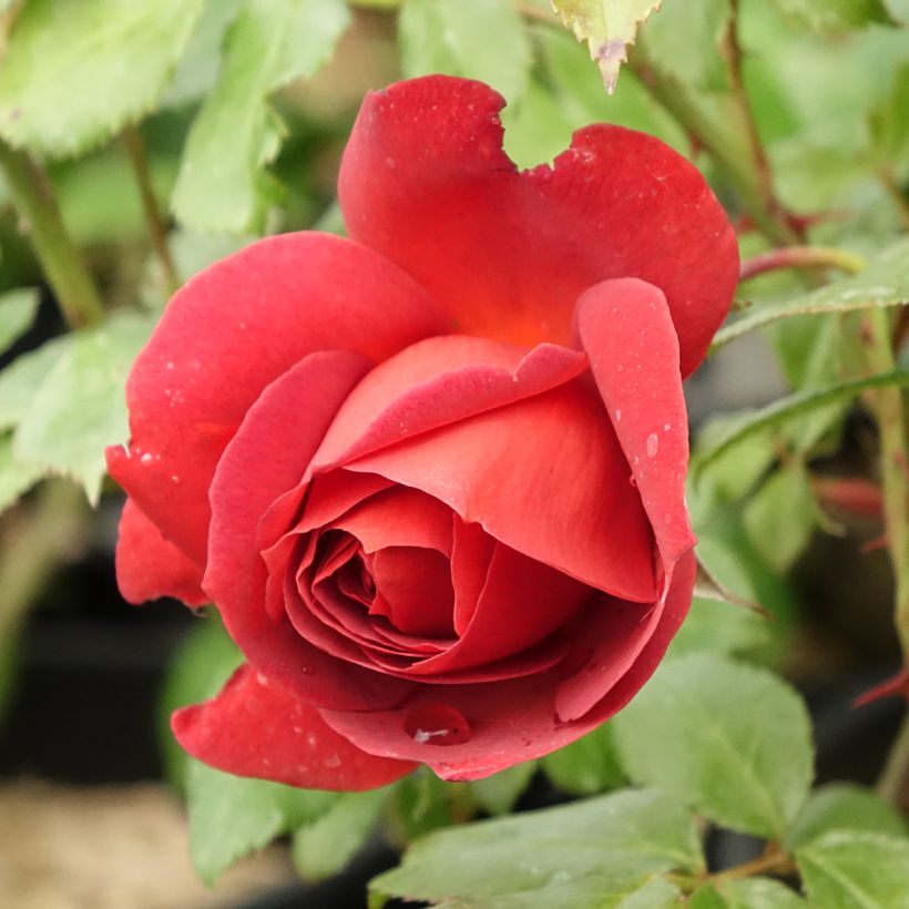 Roseira floribunda Hot Cocoa (Floração)