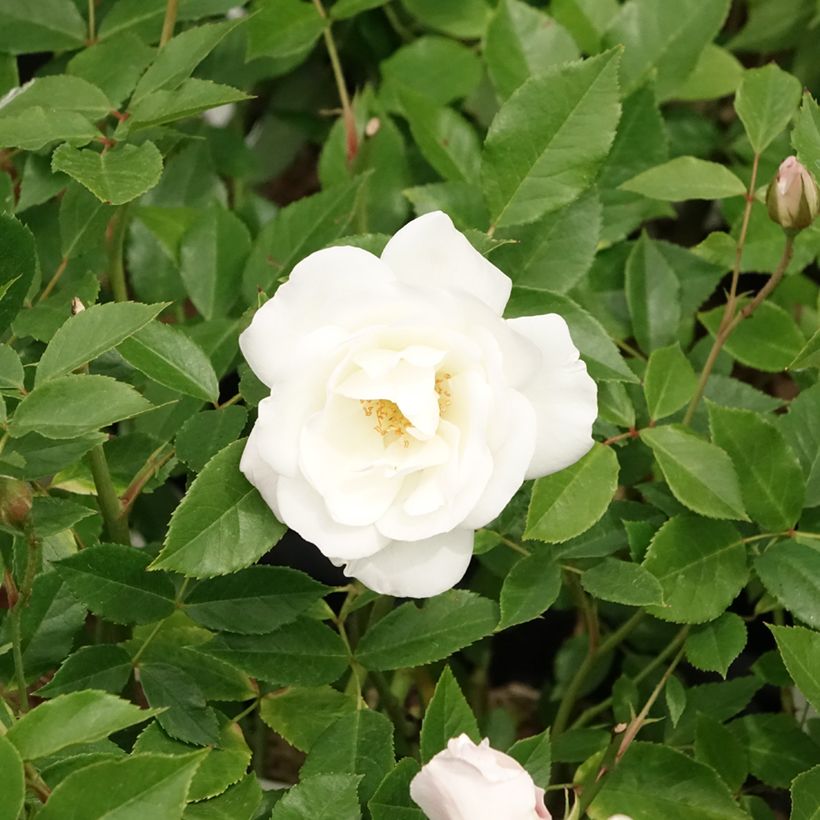 Roseira floribunda Iceberg (Floração)