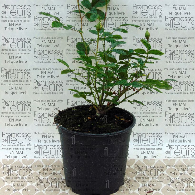 Exemplo de amostra de Rosier à fleurs groupées Irene of Denmark Pot de 2L/3L tal como entregue