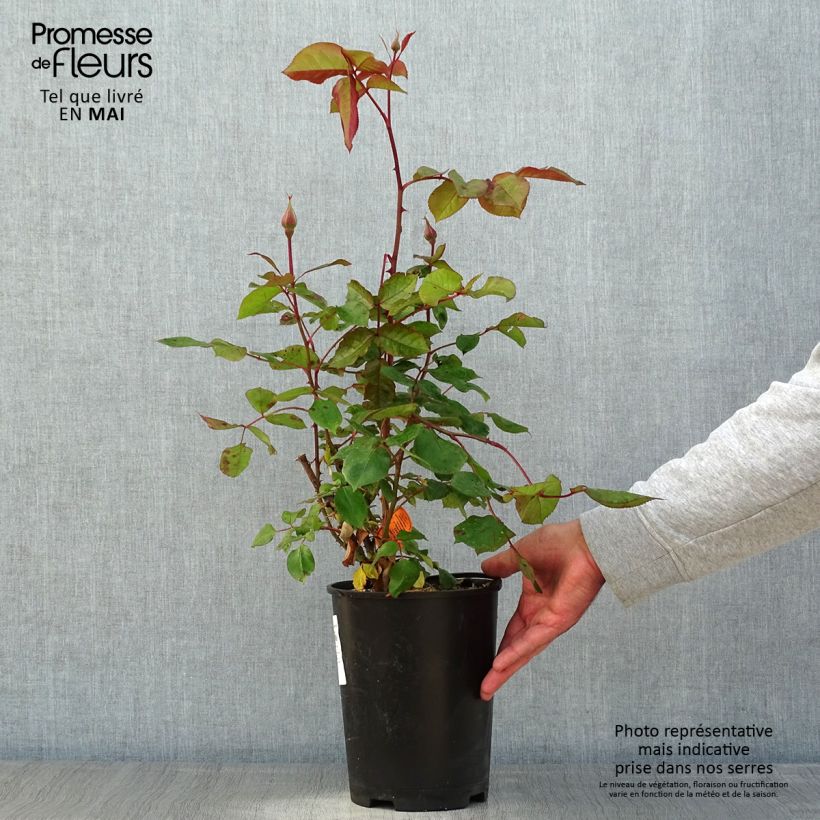 Amostra de Rosier à fleurs groupées Jazz Festival Vaso de 4 L/5 L tal como entregue na primavera