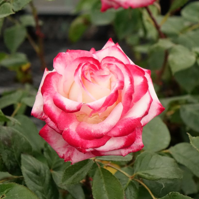 Roseira floribunda Minuette (Floração)