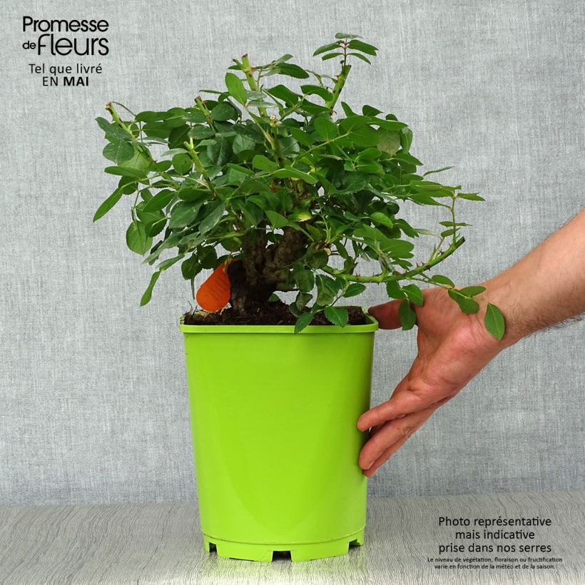 Amostra de Roseira floribunda Leonardo da Vinci Vaso de 4 L/5 L tal como entregue na primavera