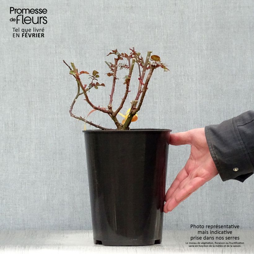 Amostra de Rosier à fleurs groupées Leonardo da Vinci Pot de 2L/3L tal como entregue no inverno