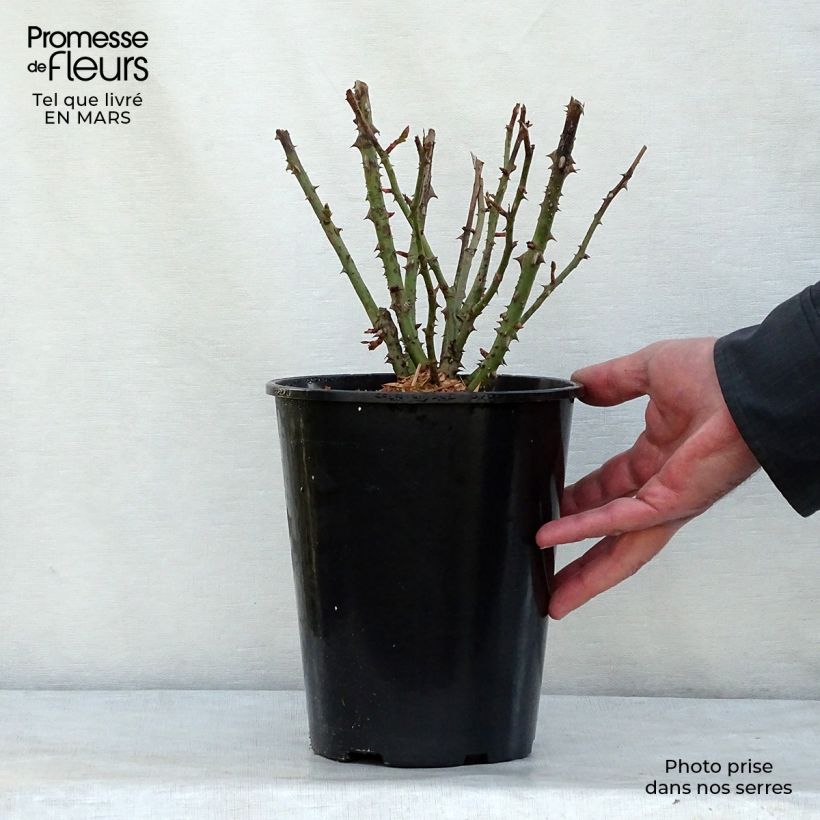 Amostra de Rosier à fleurs groupées Lili Marleen Vaso de 4 L/5 L tal como entregue no inverno