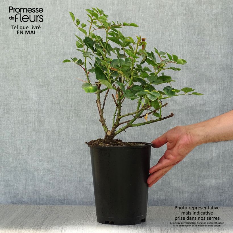 Amostra de Roseira floribunda Love Song Vaso de 4 L/5 L tal como entregue na primavera
