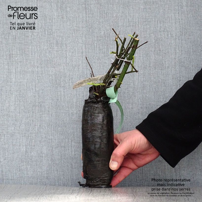 Amostra de Roseira floribunda Margaret Merril Raízes nuas em torrão tal como entregue no inverno