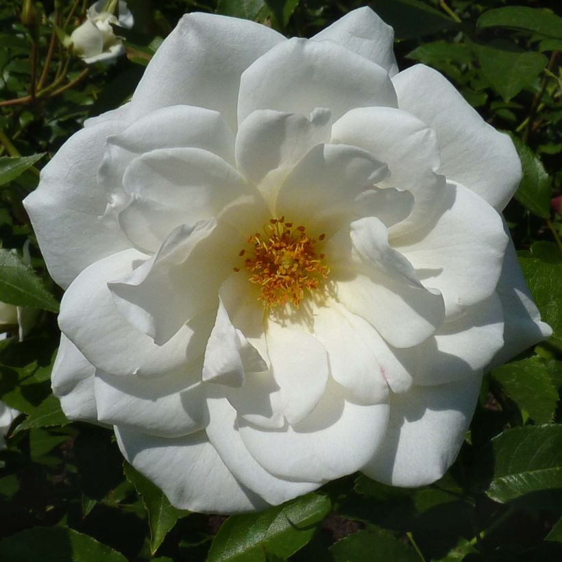 Roseira floribunda Maria Mathilda (Floração)