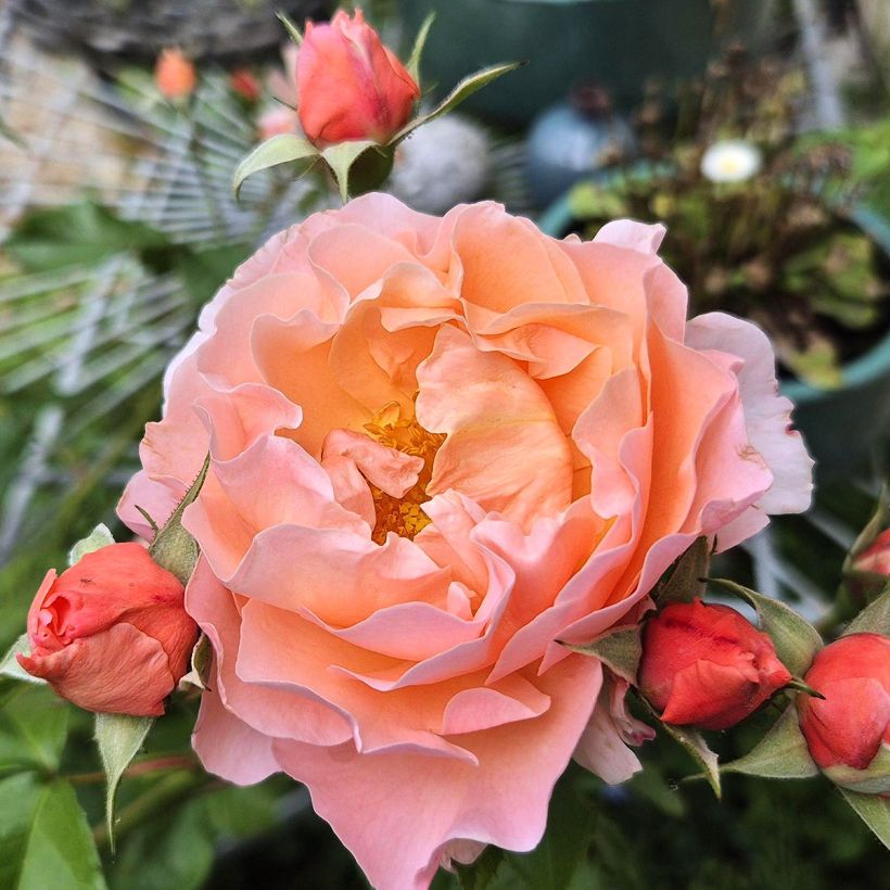 Roseira floribunda Marie Curie (Floração)