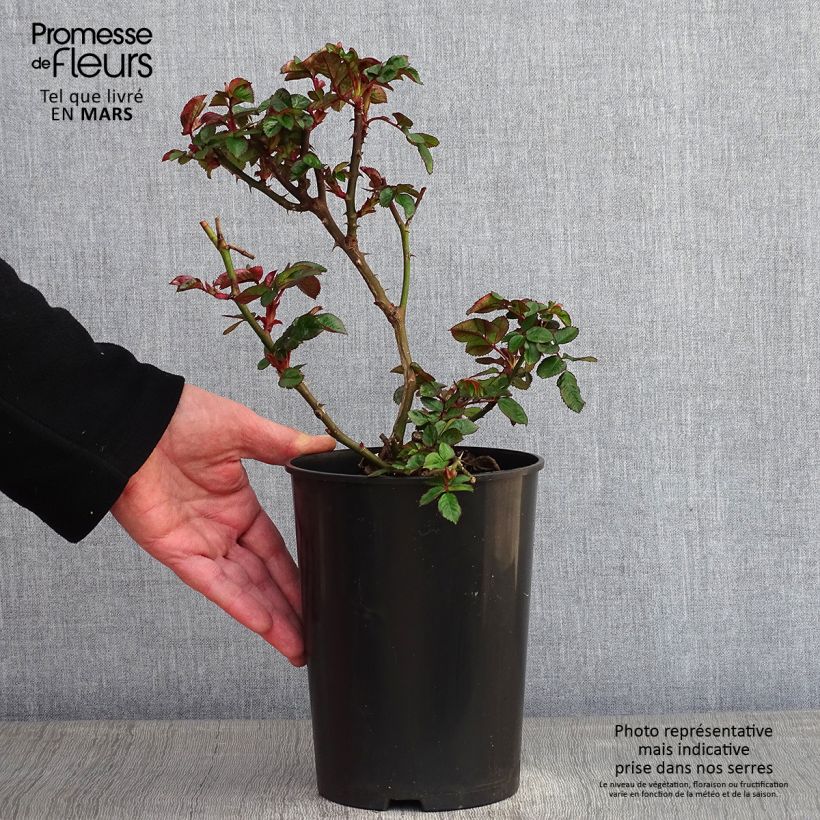 Amostra de Roseira floribunda Marie Curie Vaso de 2 L/3 L tal como entregue no inverno