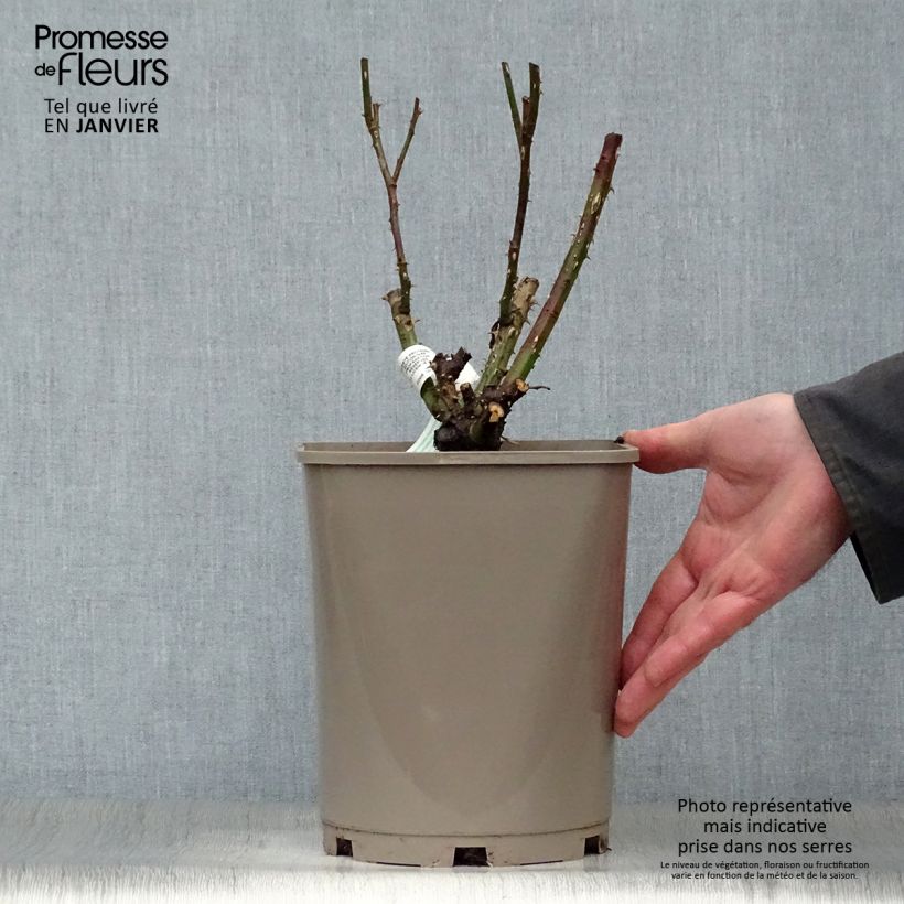 Amostra de Roseira floribunda Scented Whisper Vaso de 4 L/5 L tal como entregue no inverno