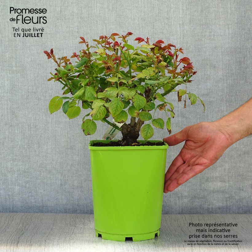 Amostra de Roseira floribunda Scented Whisper Vaso de 4 L/5 L tal como entregue no verão