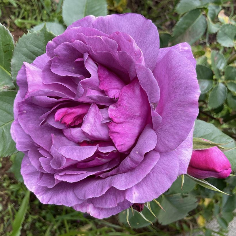 Roseira floribunda Minerva (Floração)