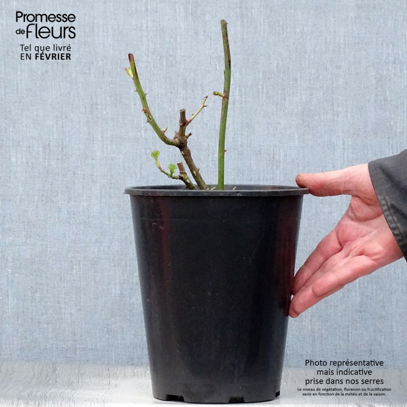 Amostra de Rosier à fleurs groupées Minerva Vaso de 3 L/4 L tal como entregue no inverno